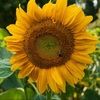 sunflowerlova13